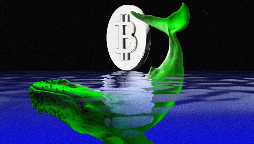 Bitcoinowy wieloryb wychodzi z hibernacji i przenosi 1005 BTC