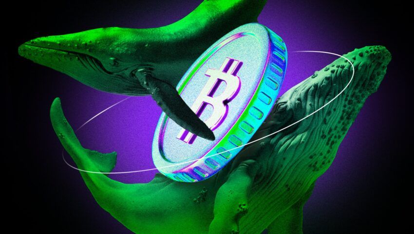 Wieloryby Bitcoina akumulują: Co wiedzą, czego ty nie wiesz?